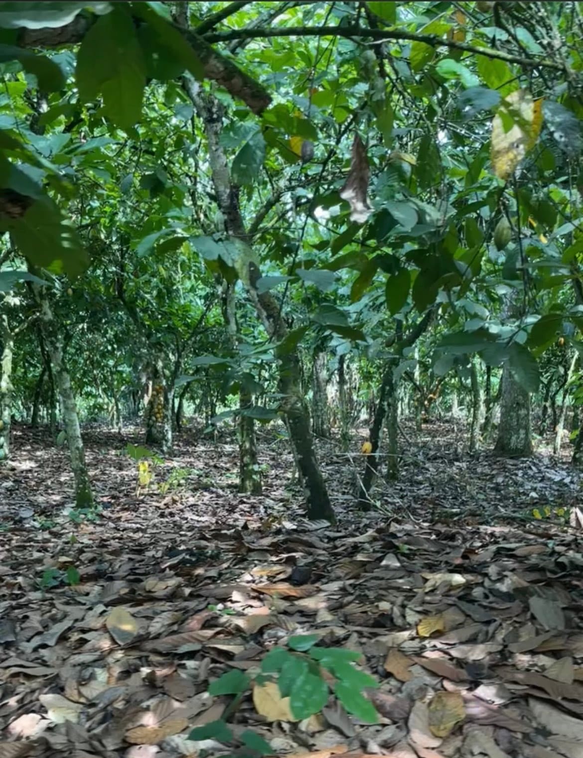 NDK Farm (4)